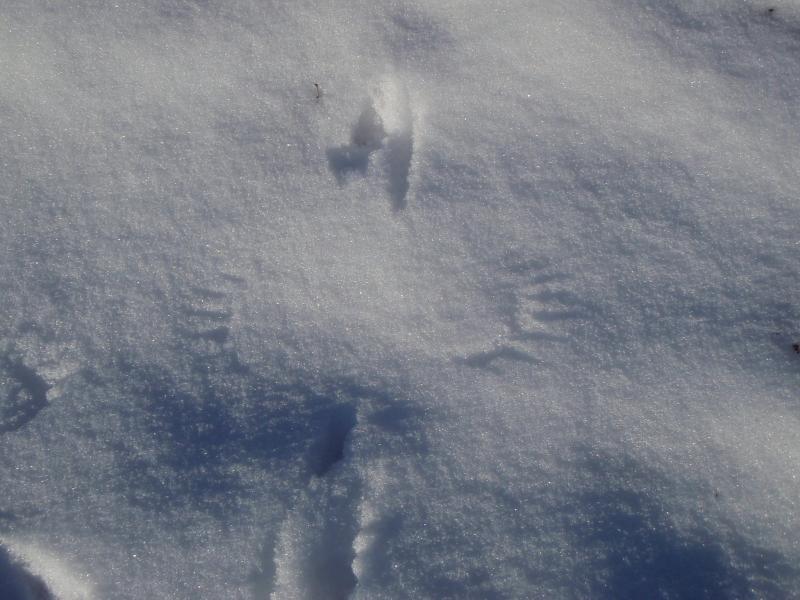 Beautiful markings in the snow from the wings of a small bird as it took flight. Credit: David Mow