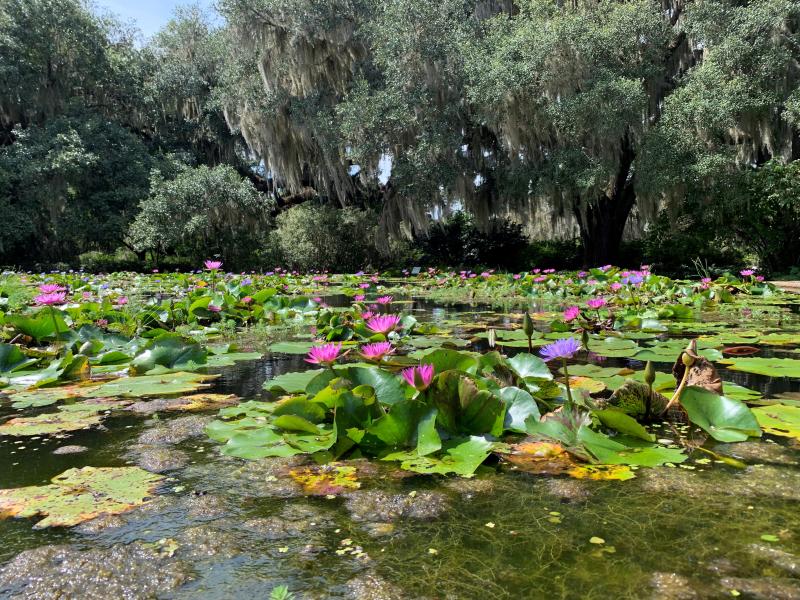 Lily Pond at Brookgreen Gardens