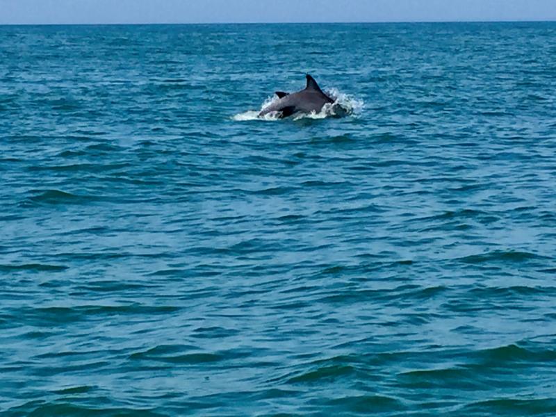 dolphin watch cruise in Myrtle Beach