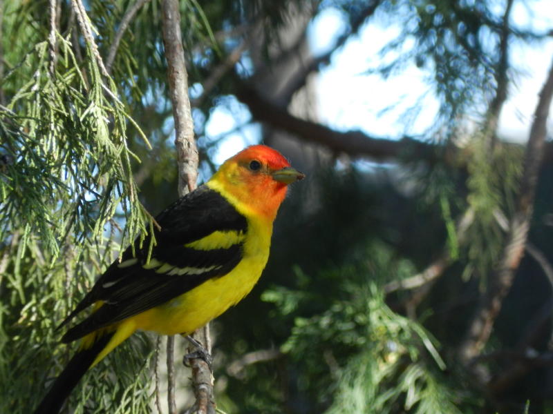 Pecos Birding Mecca