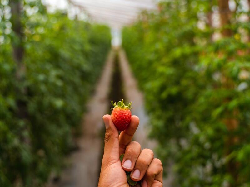 agroturism-la-granjerita-farm-boquete