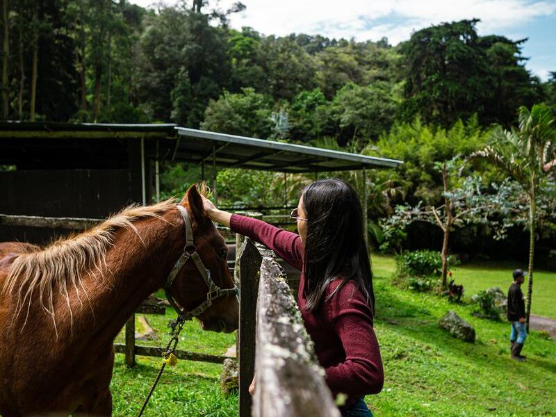 haras-cerro-punta-cerro-punta-chiriqui-province