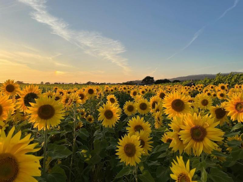 Photo of sunflowers at Andreotti Family Farm