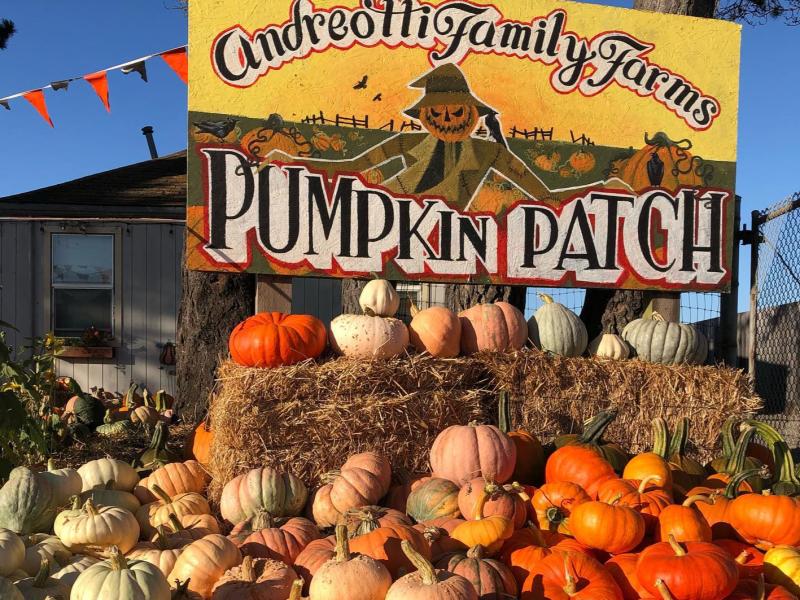 Pumpkin Patch at Andreotti Family Farm in Half Moon Bay, California