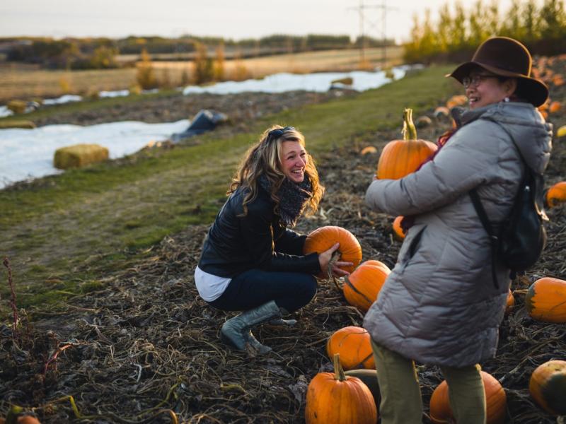 people picking pumpkins