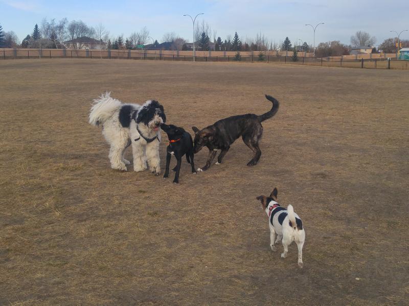 Dog Friendly Saskatoon Ashlyn George