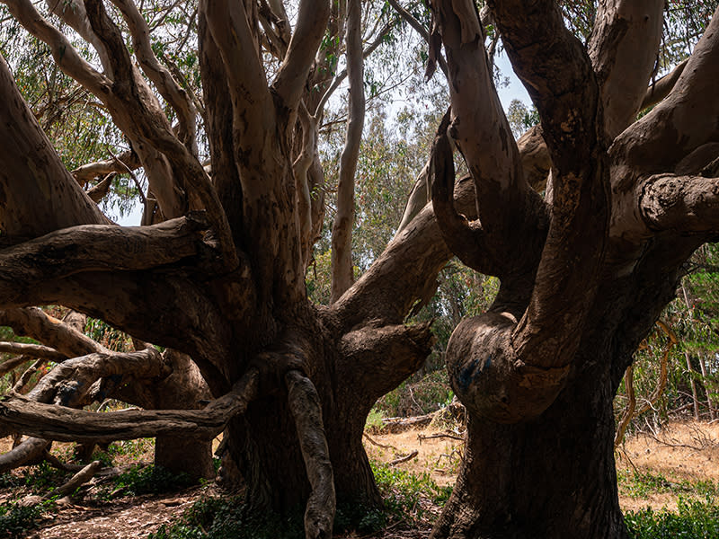Two large intertwined trees at Estero Bluffs State Park in SLO CAL