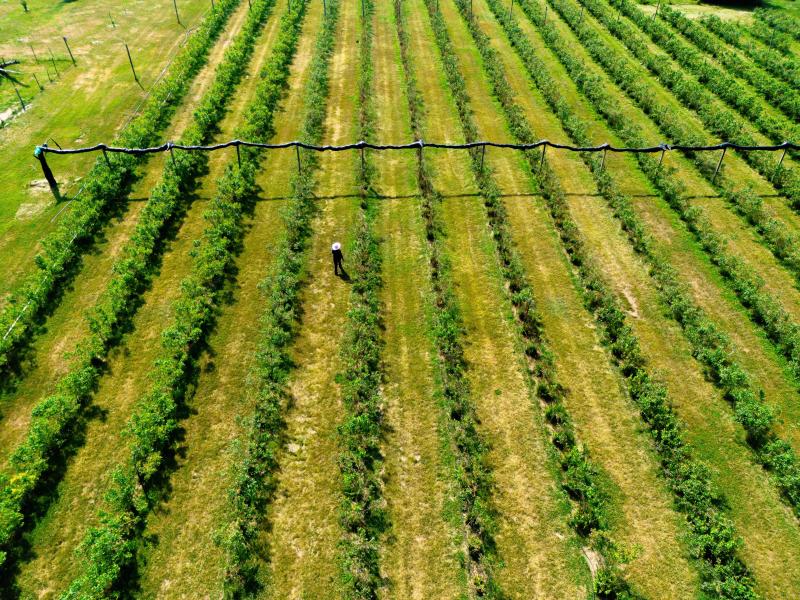 Aerial view of a lush green farm field with neat, parallel rows of low-growing blueberry crops. A single person wearing a wide-brimmed hat walks between the rows, emphasizing the scale and order of the landscape. The farm is well-maintained, with a long overhead structure crossing the field horizontally.
