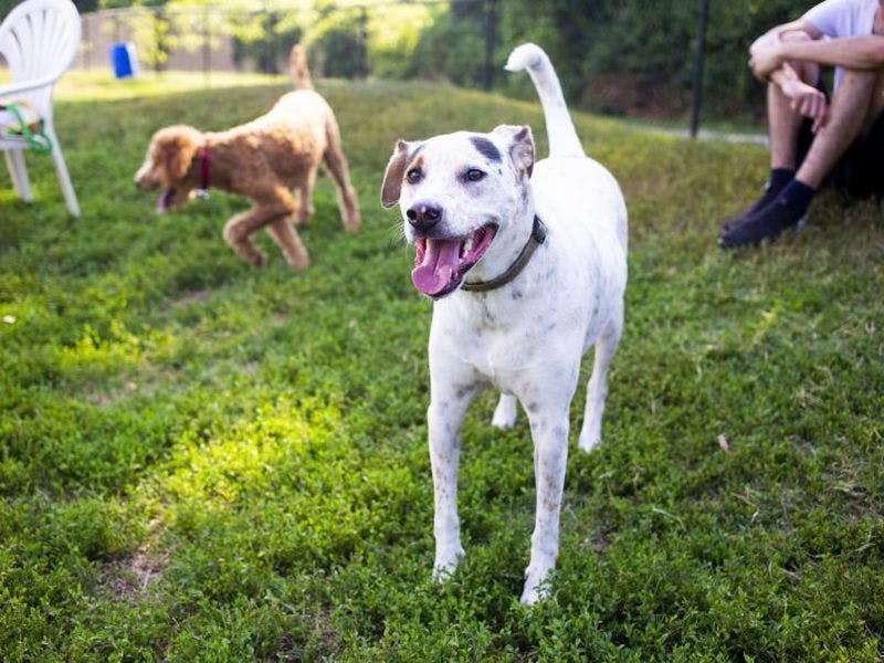 Cruse Dog Park