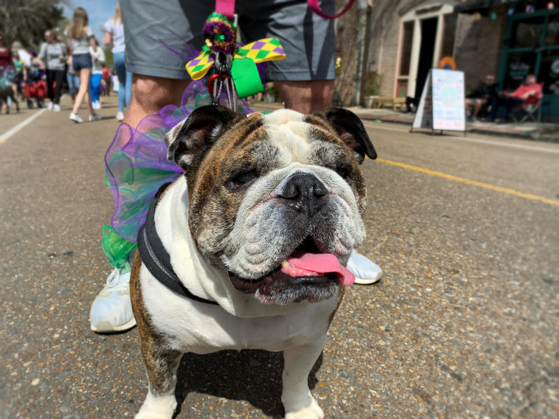 A Bulldog struts in Covington's Mystic Krewe of Mardi Paws Parade.