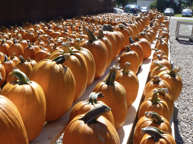 Sam Mazza's Pumpkins
