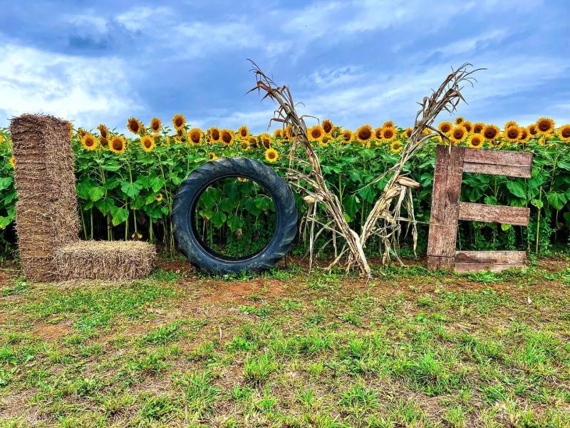 Beaver Dam Farm Sunflower Festival LOVEwork