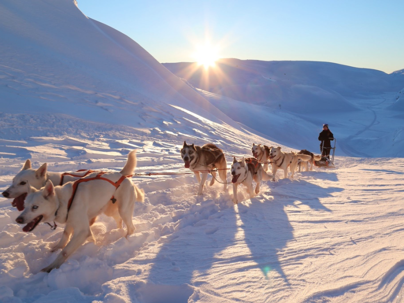 hundekjører på vinteren