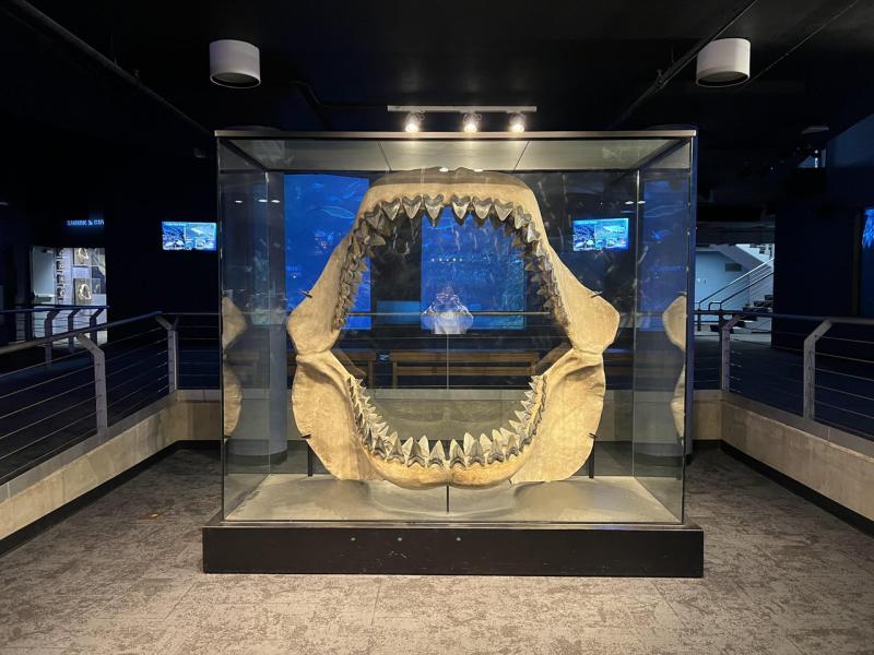 a glass case contains a massive megalodon shark jaw with intact shark teeth at the North Carolina Aquarium at Fort Fisher