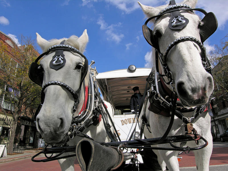 historic house tours in wilmington nc Horse Drawn Carriage