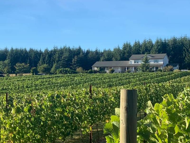 Matranga Vineyard