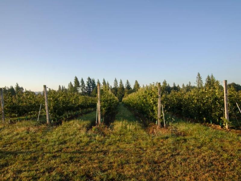 Columbia Gorge Vintners