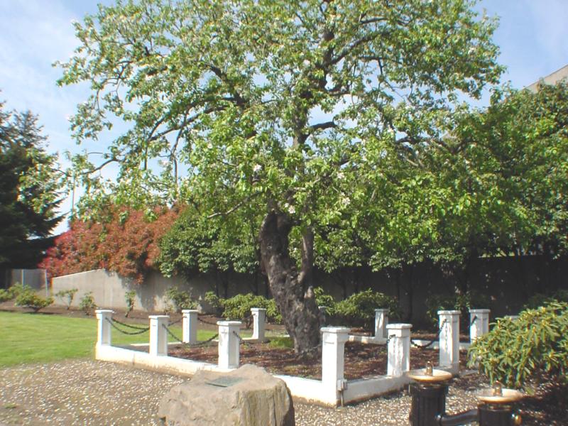 Old Apple Tree Park