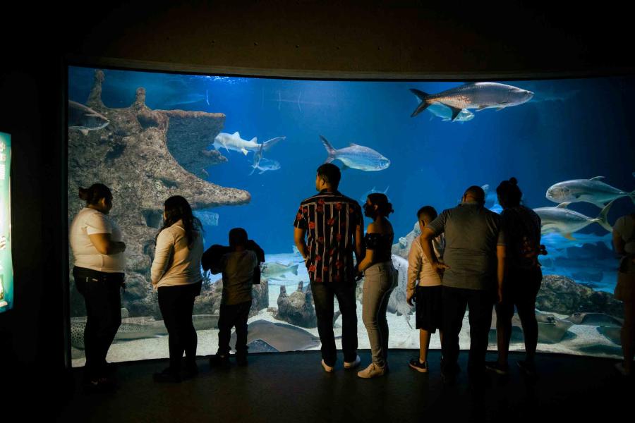 People watching fish at the ABQ BioPark Aquarium