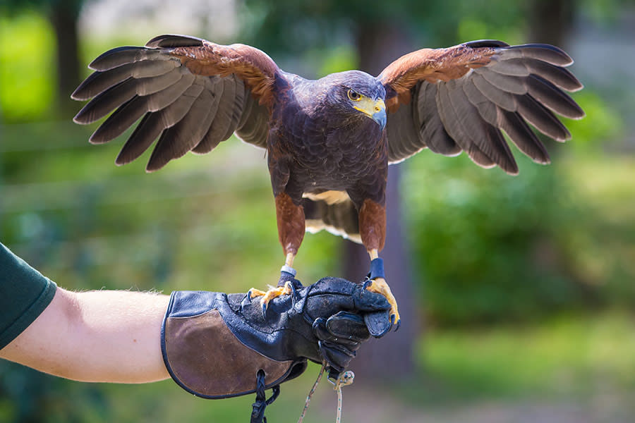 Falconry