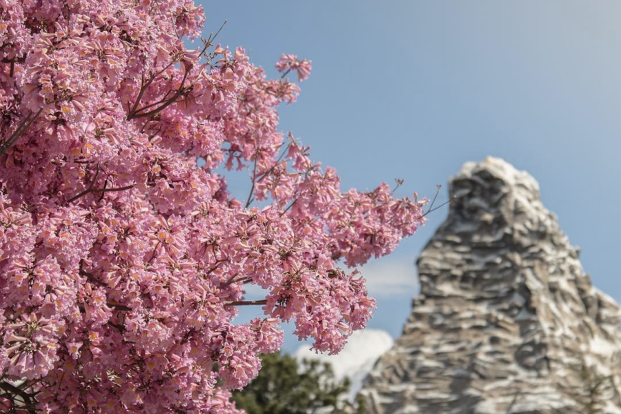 Matterhorn in Spring at Disneyland Park