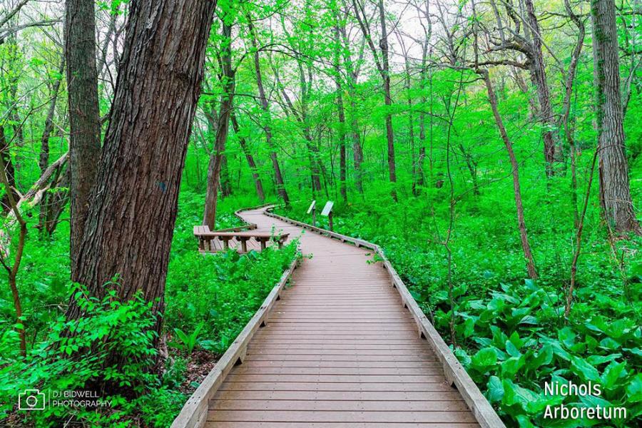 Nichols Arboretum