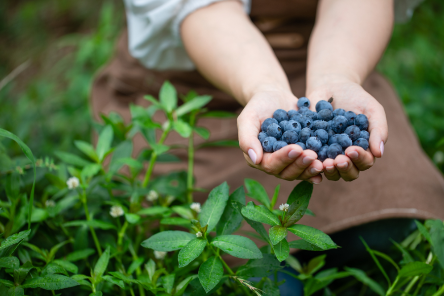 Larsen Lake Blueberry Farm