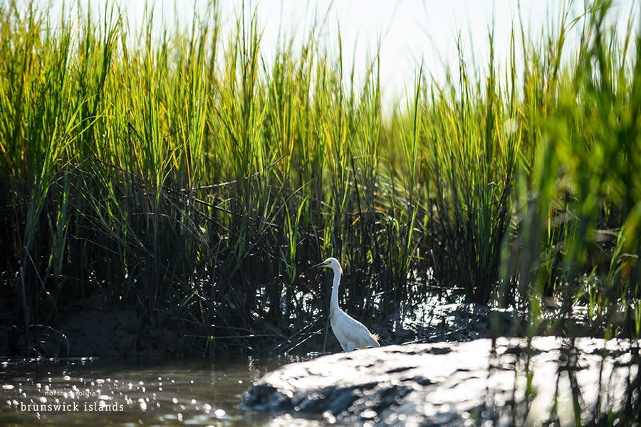 a white egret standing on the bank of the marsh