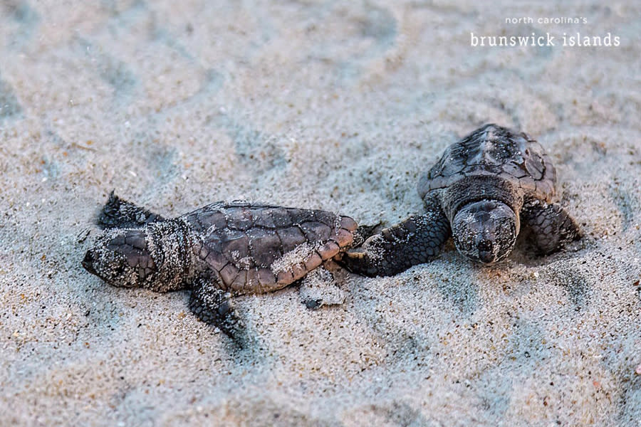two baby sea turtle hatchlings in the sand