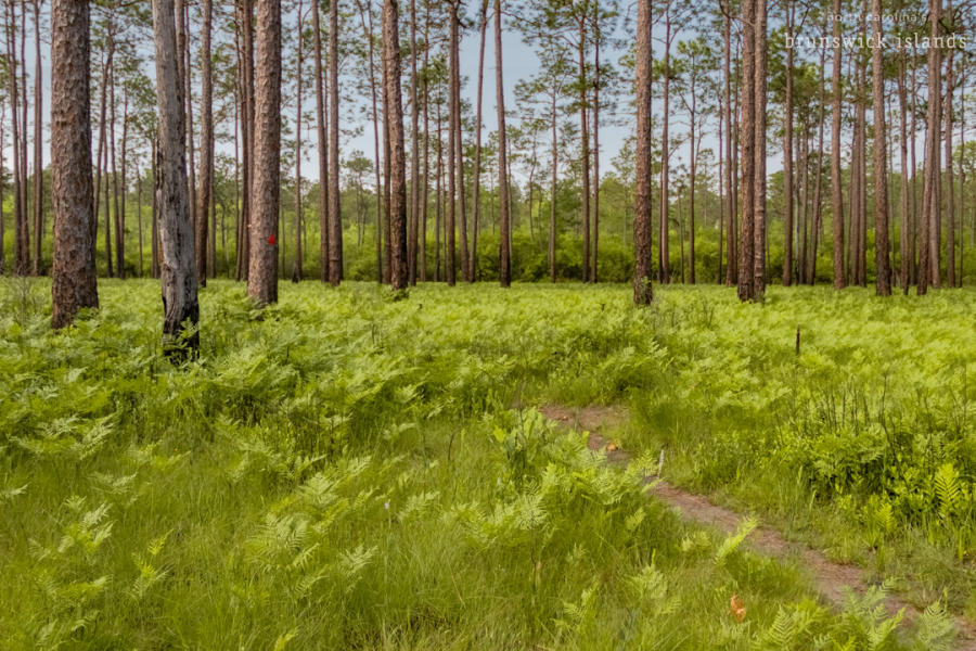 Green Swamp Preserve, longleaf pine forest