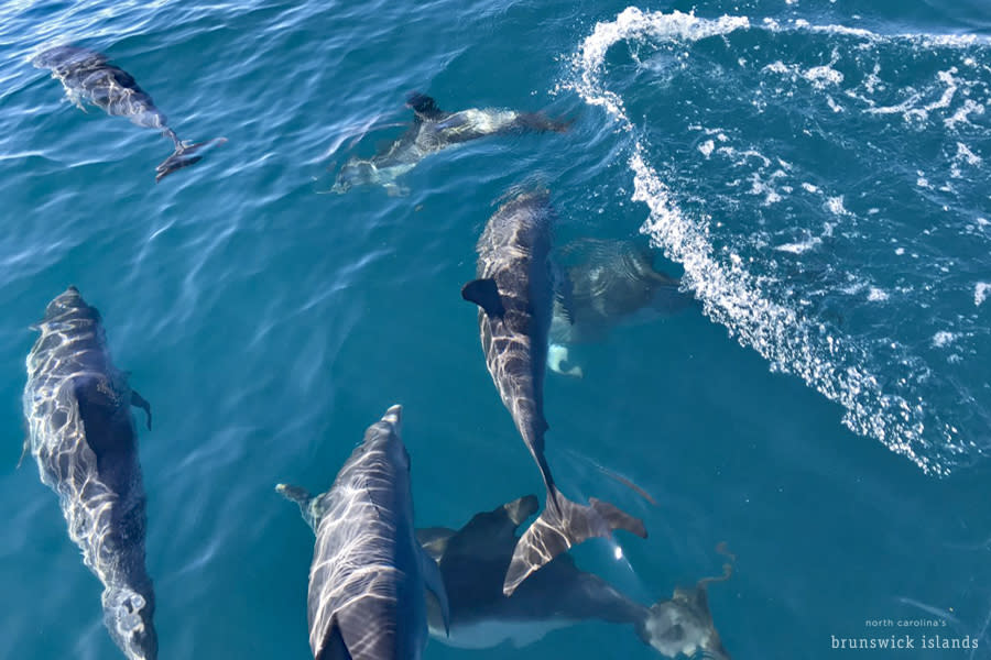 Dolphins swimming in the ocean