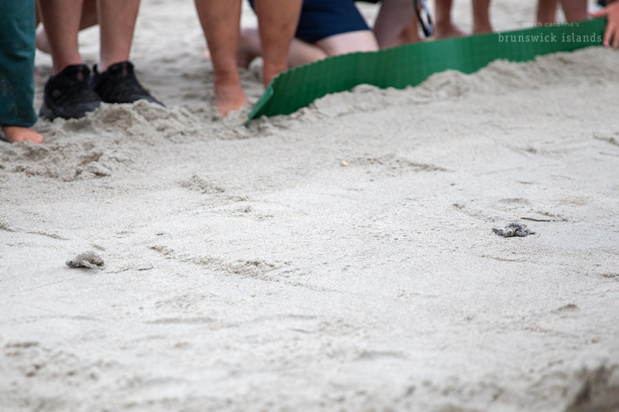 two sea turtle hatchlings crawling down a sand runway as people watch from the side