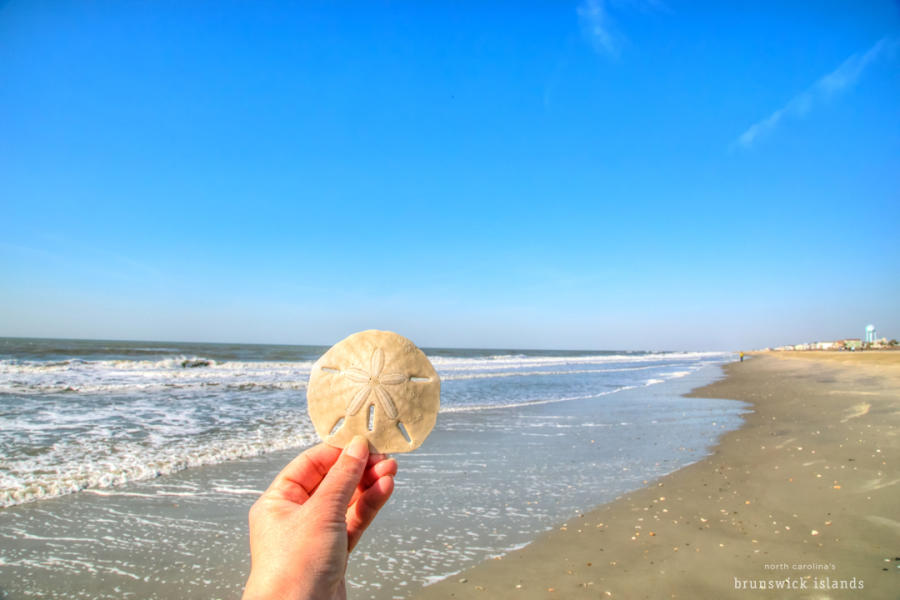 Sand dollar