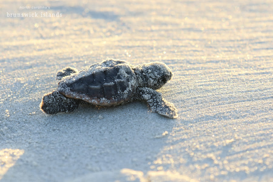 a baby sea turtle crawling on sand