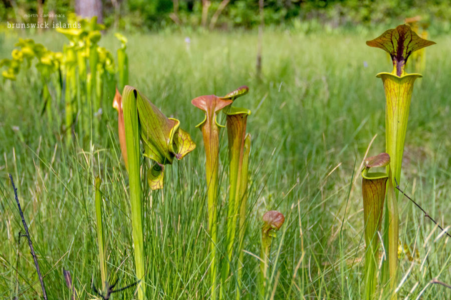 Pitcher plants at Green Swamp Preserve