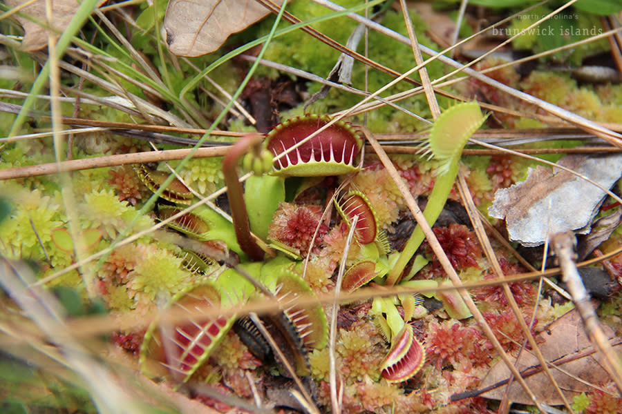 an up close photo of a group of Venus Flytraps growing in the Green Swamp Preserve