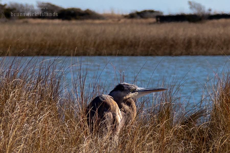 a Great Blue Heron crouching in the marsh grass on Ocean Isle Beach