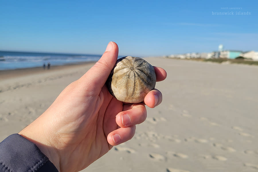 a hand holding a fossilized shell known as a sea biscuit