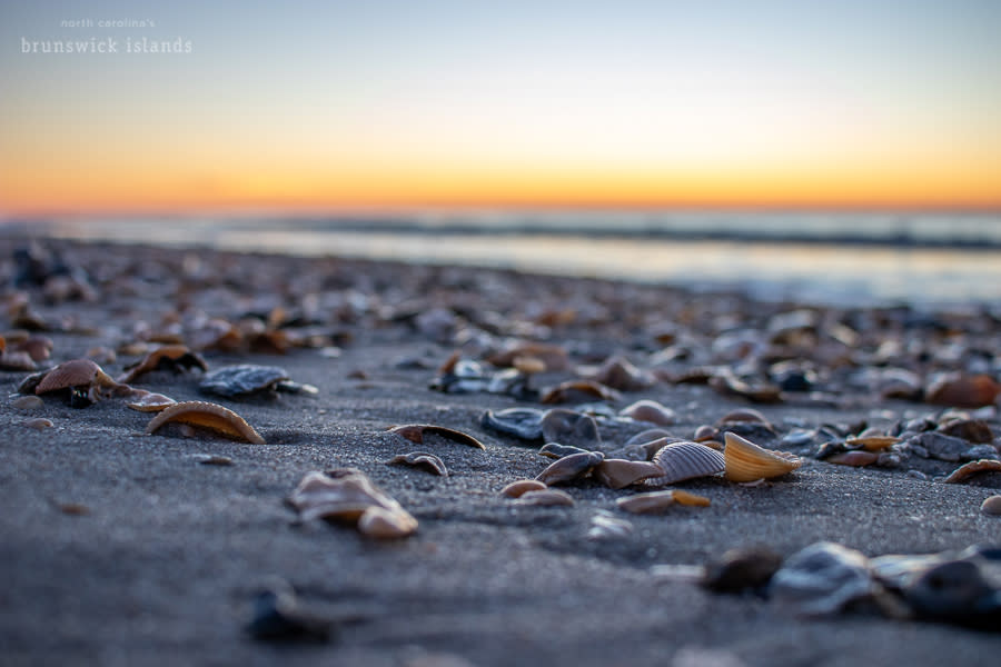 a low perspective of shells on the beach at sunset