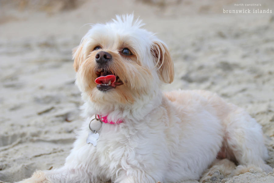 A fluffy, light-colored dog with a pink collar sits on sandy ground, gazing into the distance.