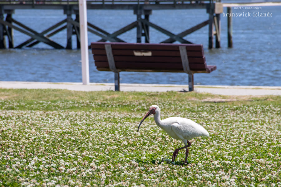 white ibis at southport waterfront park