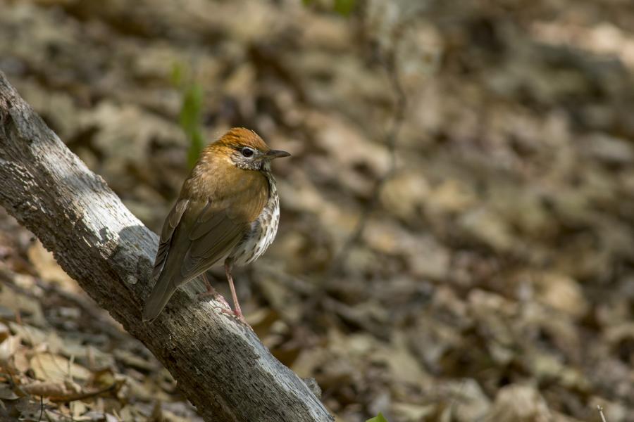 Birds of Bucks County blog