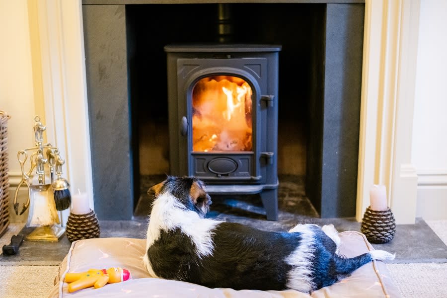 Dog in front of fire