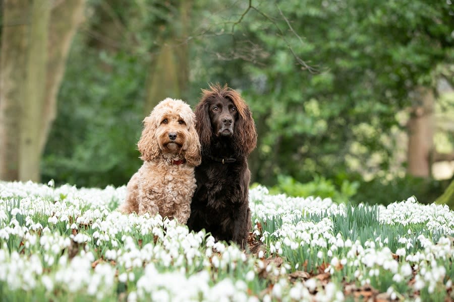 Dogs in snowdrops at Painswick Rococo