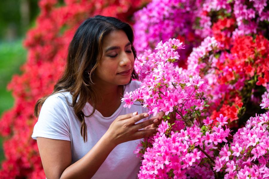 A woman smells bright pink flowers at Westonbirt - The National Arboretum