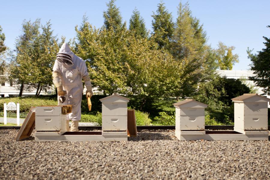 Hilton McLean Beehives