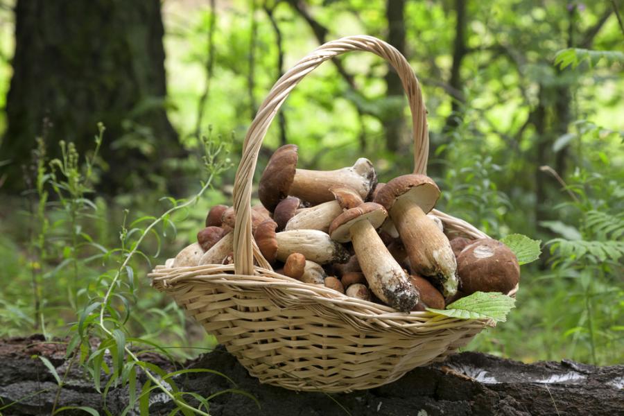 basket of porcini mushrooms