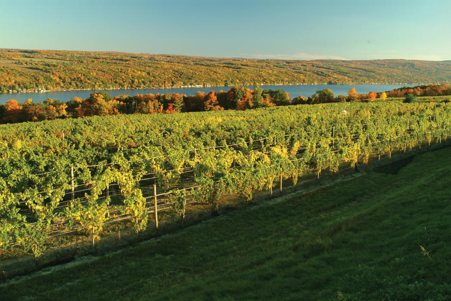 Dog-Friendly Finger Lakes Wine Country Itinerary