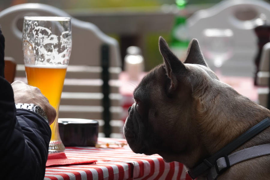 outdoor dining with dog