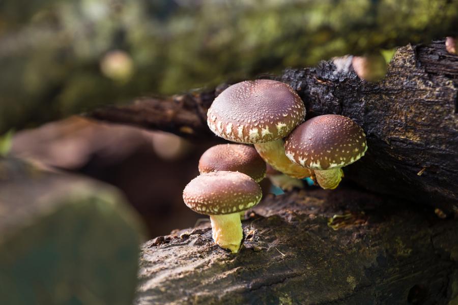 shiitake mushrooms in the forest